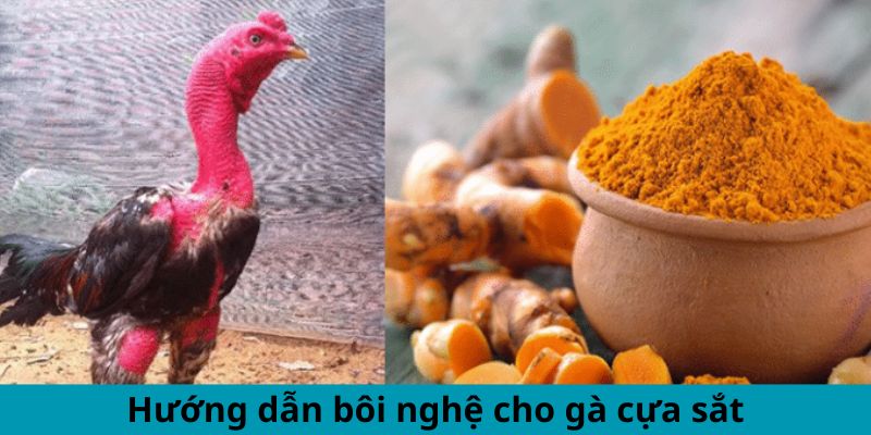 Hướng dẫn bôi nghệ cho gà cựa sắt